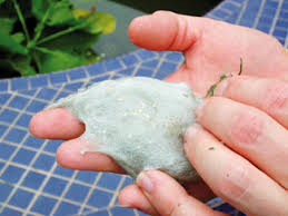 Illustration for article titled Why The Rare Substance These Frogs Produce Is Named After The Smurfs